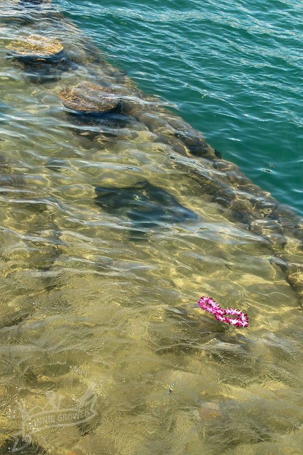 A single lei floats above the wreckage of USS Arizona (BB-39) during a remembrance ceremony in 2010.  Photo courtesy Bonnie Grower Photography (c) 2010 